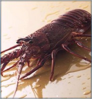 西澳龍蝦/斤 (Western Australia Rock Lobster)